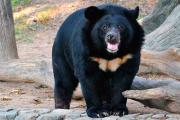 Образ жизни и среда обитания гималайского медведя